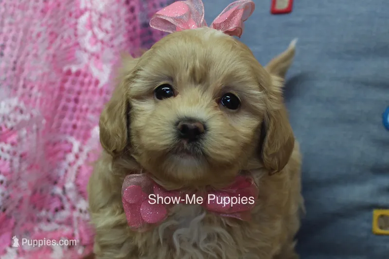 Emma Lou – Maltipoo puppy for sale in West Plains, MO