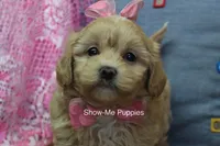Emma Lou, a female Maltipoo for sale in West Plains, MO – 1 of 10
