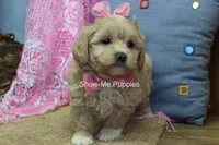 Emma Lou, a female Maltipoo for sale in West Plains, MO – 9 of 10