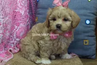 Emma Lou, a female Maltipoo for sale in West Plains, MO – 7 of 10