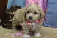Emma Lou, a female Maltipoo for sale in West Plains, MO – 4 of 10