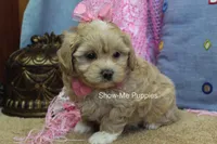 Emma Lou, a female Maltipoo for sale in West Plains, MO – 10 of 10