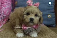 Emma Lou, a female Maltipoo for sale in West Plains, MO – 2 of 10