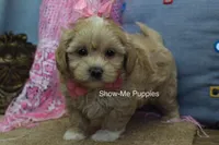 Emma Lou, a female Maltipoo for sale in West Plains, MO – 8 of 10