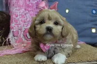 Emma Lou, a female Maltipoo for sale in West Plains, MO – 6 of 10