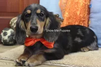 Joseph, a male Miniature Dachshund for sale in West Plains, MO – 4 of 10