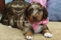 Harper, a female Miniature Dachshund for sale in West Plains, MO – 7 of 9