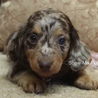 Zinia, a female Miniature Dachshund for sale in West Plains, MO – Photo 5 of 9