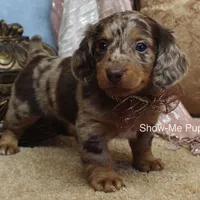 Zinia, a female Miniature Dachshund for sale in West Plains, MO – Photo 1 of 9