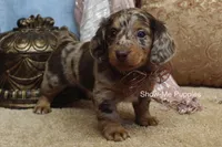 Zinia, a female Miniature Dachshund for sale in West Plains, MO – Photo 1 of 9