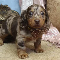 Zinia, a female Miniature Dachshund for sale in West Plains, MO – Photo 4 of 9