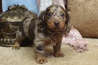 Zinia, a female Miniature Dachshund for sale in West Plains, MO – Photo 4 of 9