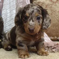 Zinia, a female Miniature Dachshund for sale in West Plains, MO – Photo 2 of 9