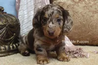 Zinia, a female Miniature Dachshund for sale in West Plains, MO – Photo 2 of 9