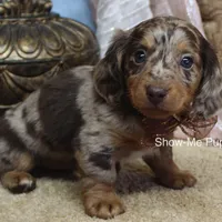 Zinia, a female Miniature Dachshund for sale in West Plains, MO – Photo 3 of 9