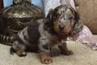 Zinia, a female Miniature Dachshund for sale in West Plains, MO – Photo 3 of 9