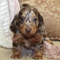 Zinia, a female Miniature Dachshund for sale in West Plains, MO – Photo 9 of 9