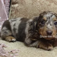 Zinia, a female Miniature Dachshund for sale in West Plains, MO – Photo 6 of 9