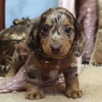 Zinia, a female Miniature Dachshund for sale in West Plains, MO – Photo 7 of 9