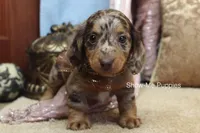 Zinia, a female Miniature Dachshund for sale in West Plains, MO – Photo 7 of 9