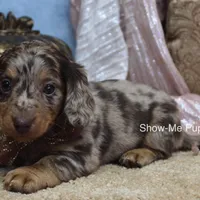 Zinia, a female Miniature Dachshund for sale in West Plains, MO – Photo 8 of 9