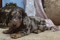 Zinia, a female Miniature Dachshund for sale in West Plains, MO – Photo 8 of 9