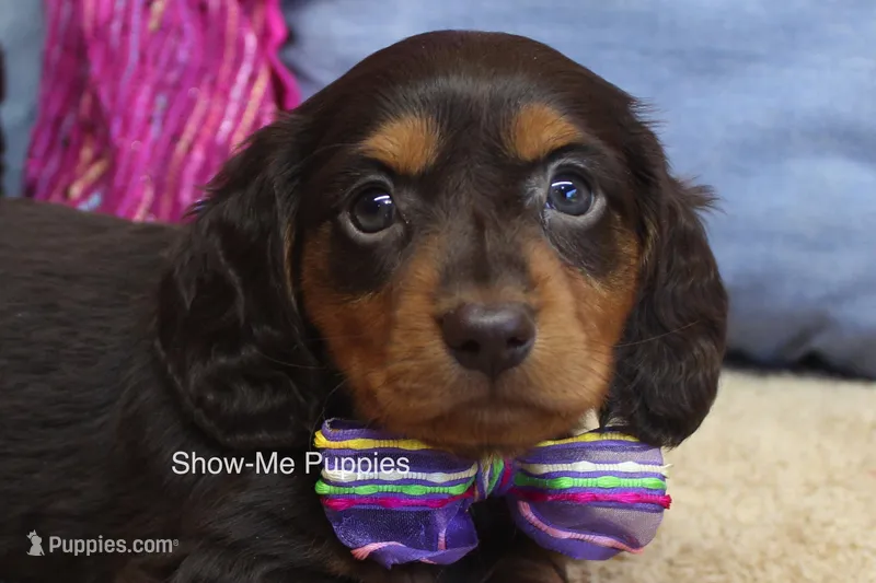 Fynlee – Miniature Dachshund puppy for sale in West Plains, MO