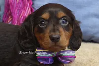 Fynlee, a female Miniature Dachshund for sale in West Plains, MO – 1 of 10