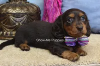 Fynlee, a female Miniature Dachshund for sale in West Plains, MO – 10 of 10