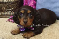 Fynlee, a female Miniature Dachshund for sale in West Plains, MO – 2 of 10
