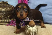 Fynlee, a female Miniature Dachshund for sale in West Plains, MO – 5 of 10
