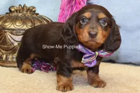 Fynlee, a female Miniature Dachshund for sale in West Plains, MO – 8 of 10