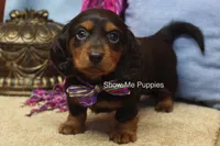 Fynlee, a female Miniature Dachshund for sale in West Plains, MO – 7 of 10