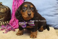 Fynlee, a female Miniature Dachshund for sale in West Plains, MO – 3 of 10