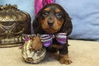 Fynlee, a female Miniature Dachshund for sale in West Plains, MO – 9 of 10