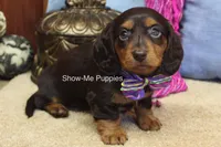 Fynlee, a female Miniature Dachshund for sale in West Plains, MO – 4 of 10