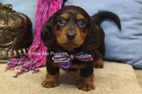 Fynlee, a female Miniature Dachshund for sale in West Plains, MO – 6 of 10
