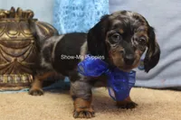 Newt, a male Miniature Dachshund for sale in West Plains, MO – 3 of 8