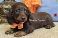 Burton, a male Miniature Dachshund for sale in West Plains, MO – Photo 2 of 6
