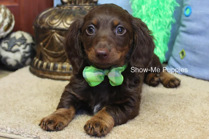 Burton – Miniature Dachshund puppy for sale in West Plains, MO