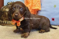 Burton, a male Miniature Dachshund for sale in West Plains, MO – Photo 4 of 6