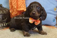 Burton, a male Miniature Dachshund for sale in West Plains, MO – Photo 3 of 6