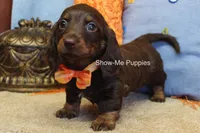 Burton, a male Miniature Dachshund for sale in West Plains, MO – Photo 5 of 6