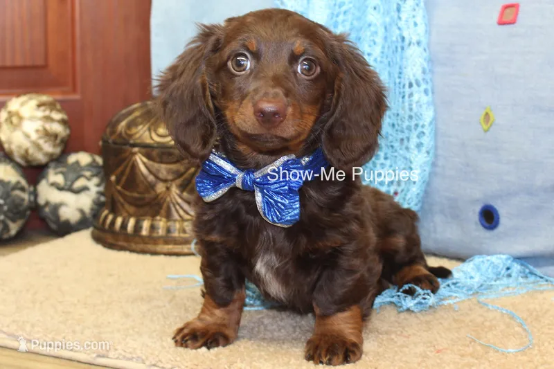 Burton – Miniature Dachshund puppy for sale in West Plains, MO