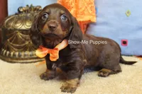 Burton, a male Miniature Dachshund for sale in West Plains, MO – Photo 1 of 6