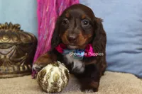 Holli, a female Miniature Dachshund for sale in West Plains, MO – 6 of 7