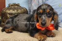 Joshua, a male Miniature Dachshund for sale in West Plains, MO – 9 of 10