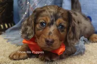Derek, a male Miniature Dachshund for sale in West Plains, MO – Photo 1 of 8