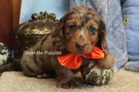 Derek, a male Miniature Dachshund for sale in West Plains, MO – Photo 5 of 8