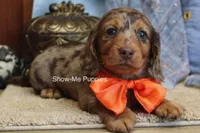 Derek, a male Miniature Dachshund for sale in West Plains, MO – Photo 8 of 8